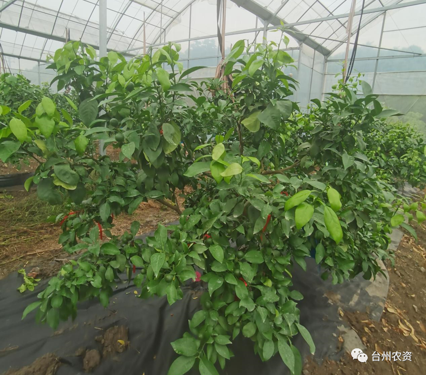 臺(tái)州農(nóng)資 臺(tái)州農(nóng)資