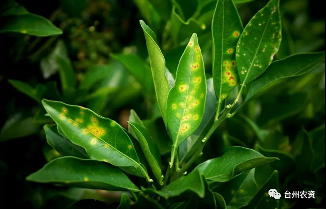 臺(tái)州農(nóng)資 臺(tái)州農(nóng)資