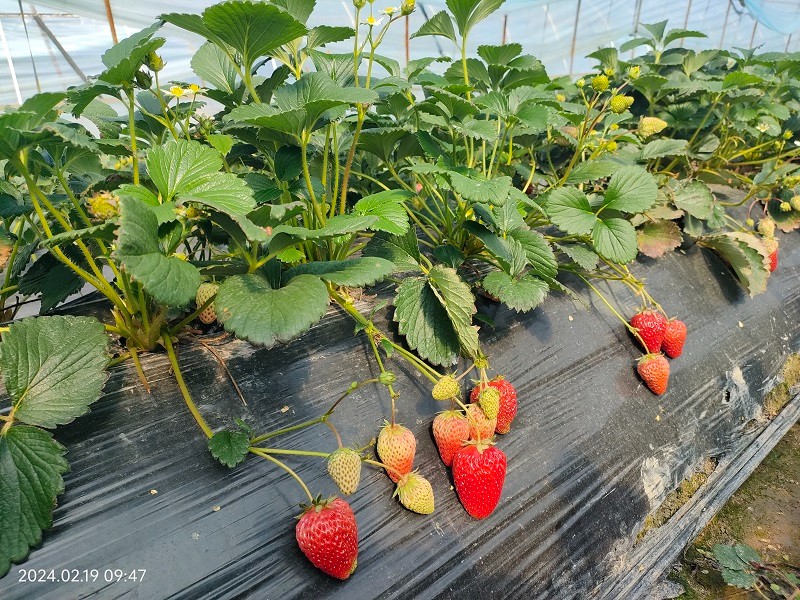 臺(tái)州農(nóng)資 臺(tái)州農(nóng)資